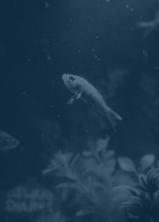 Aquarium With Goldfish_edited_edited.jpg