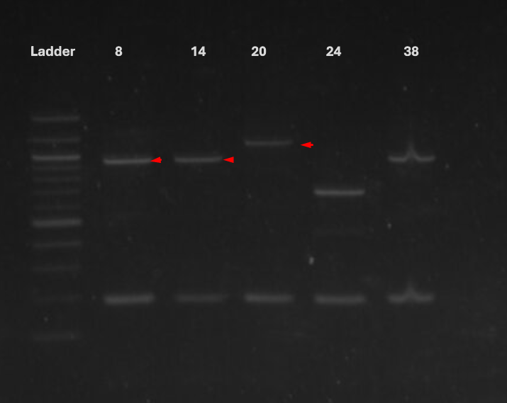 heterozygote worms with SAS-6 insert at the expected band size (955bp), found in worms 8, 14 and 20.