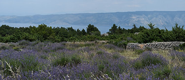champ de lavande hvar