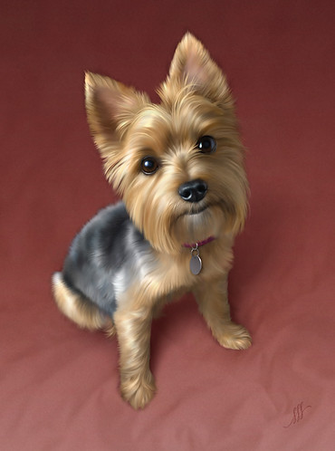 yorkie.jpg