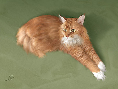 maincoon.jpg
