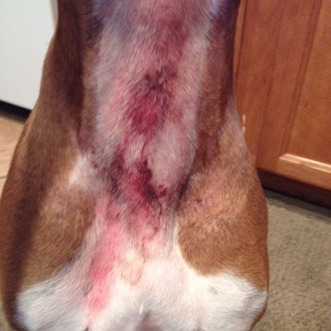 Patient on Apoquel Shows Marked Improvement