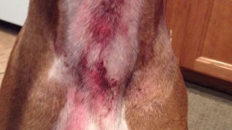 Patient on Apoquel Shows Marked Improvement