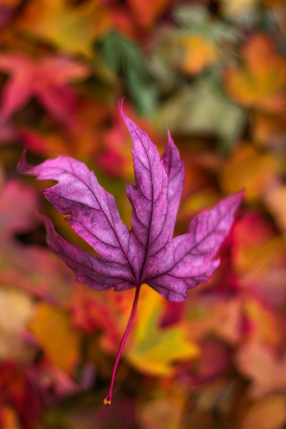 Idho Harmonie : Propositions Novembre-Décembre 2025