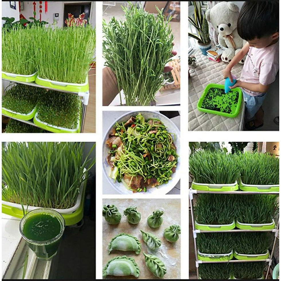 Thumbnail: Microgreens Sprouter Tray Hydroponic / Sprouting Tray For Sprout Horticultural H