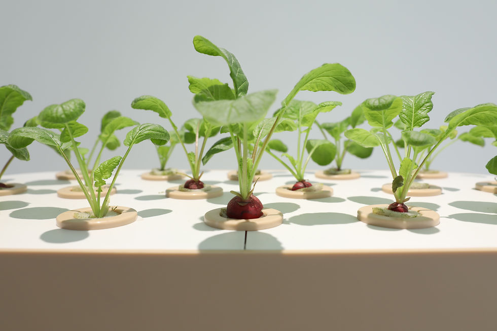 Thumbnail: Automatic Home Garden Aquaponics Hydroponic Irrigation Farming Supplies Complete