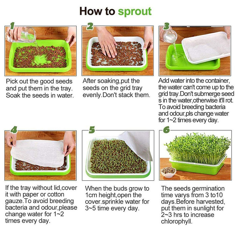 Thumbnail: Microgreens Sprouter Tray Hydroponic / Sprouting Tray For Sprouts Vegetable Hort