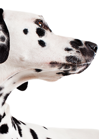 מרפאה וטרינרית ד"ר יוסי מנדל