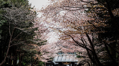 Hokkaido shrine and cherry blossoms