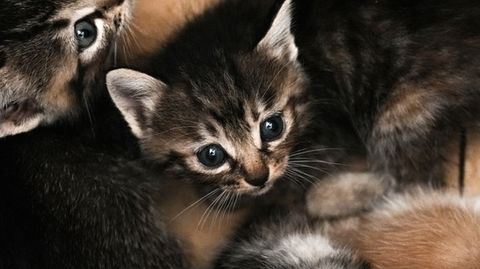 Kitten born on a farm@koshimizu town