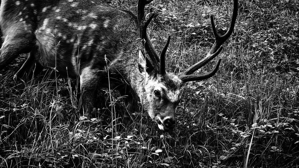 Yezo deer@kamikawa town