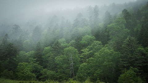 Foggy Mt. Mokoto@koshimizu town