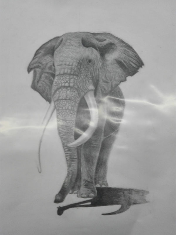 Desenho de elefante a grafite