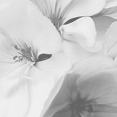 Blume