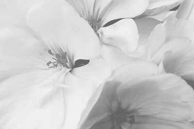 黒と白の花