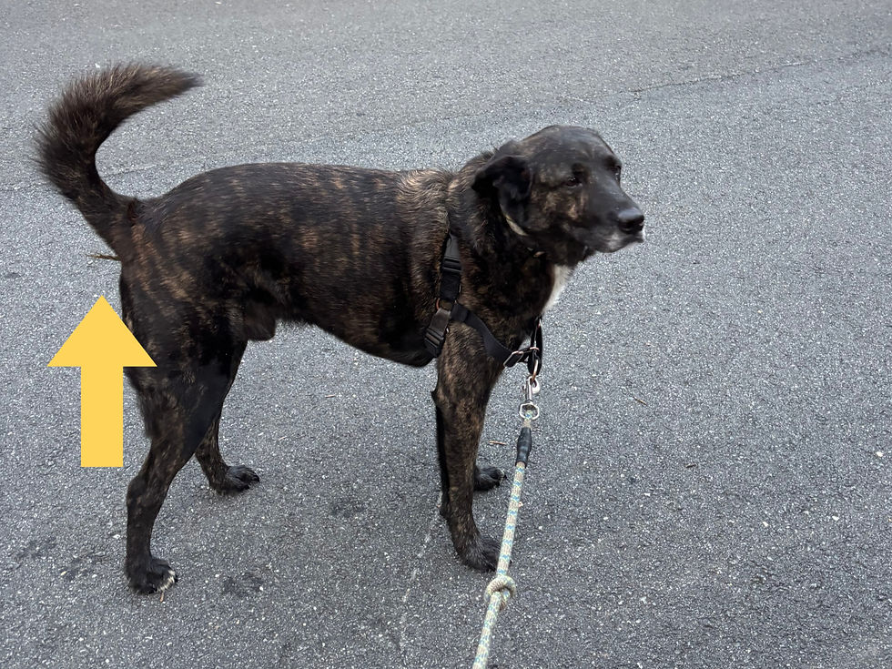Porter with grass sticking out of his butt.
