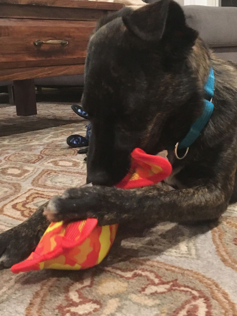 Porter chewing his toy.