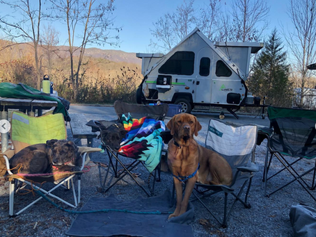 The dogs at Shenandoah River State Park