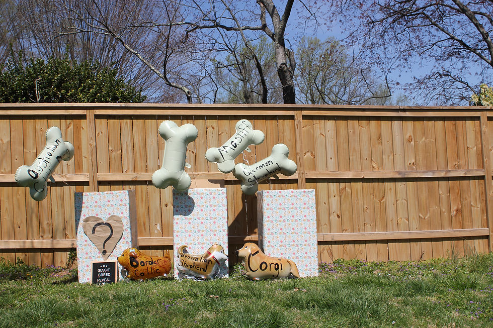 A picture from Gussie's Breed Reveal