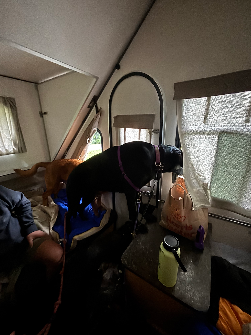 The dogs taking a nap in the campter.