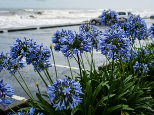 紫陽花