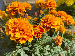 marigold