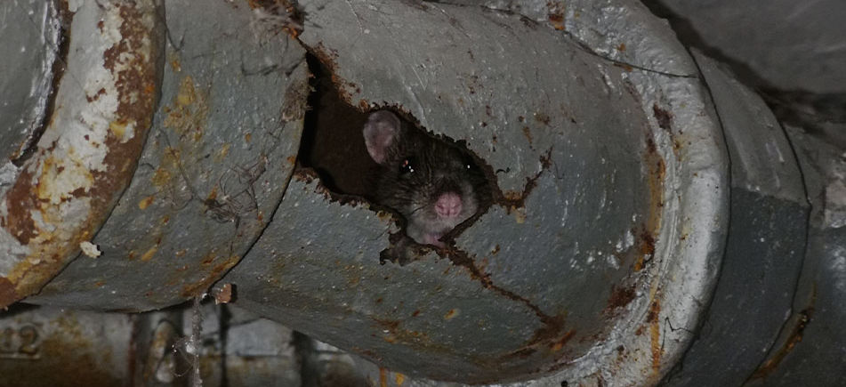rat_top.jpg