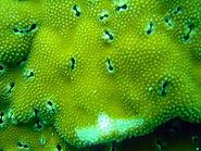 Porites lobata