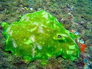 Porites panamensis