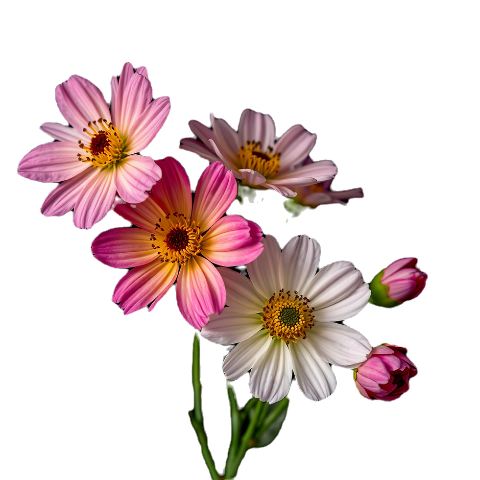 flowers on black background.png
