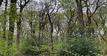 Woodland Ownership in the UK