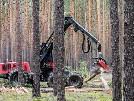 Woodland Management Plans: What You Need to Know