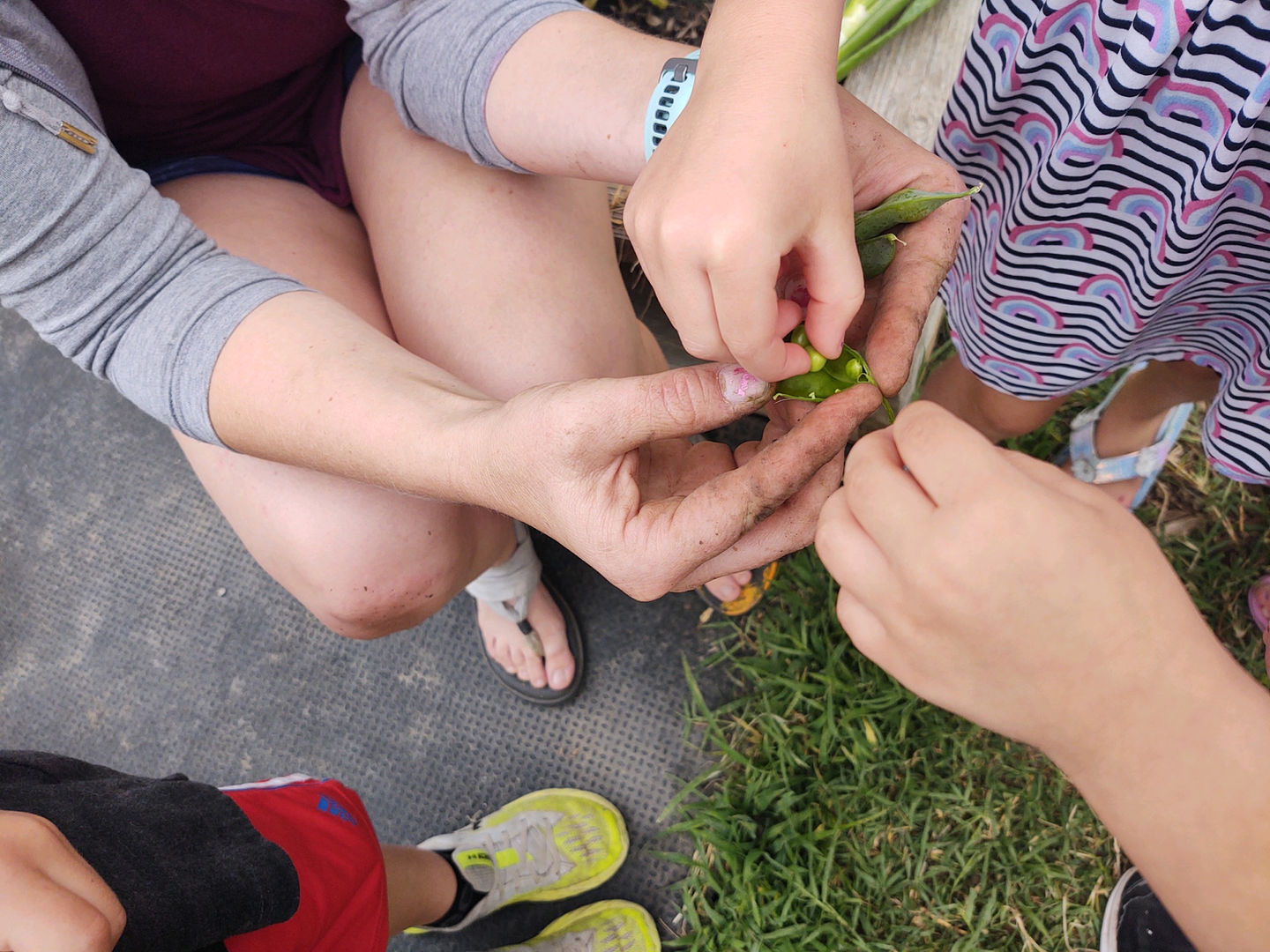 Children and adult hands harvest green beans
