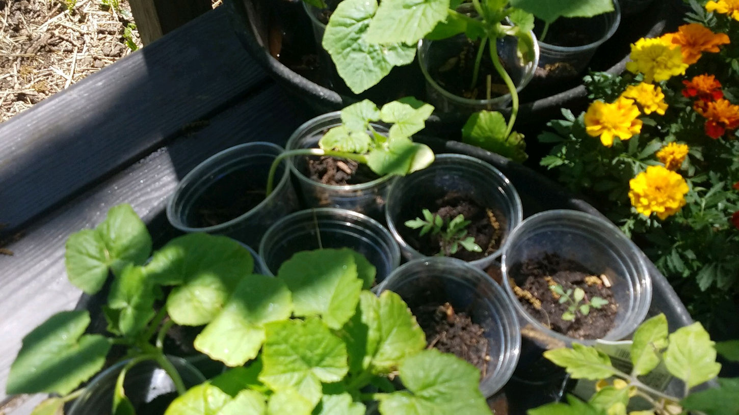 Young cucumber plants growing in pots