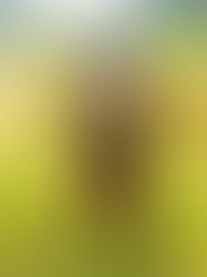 HOPE SAKUMA RICE HARVEST UNDERWAY