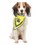 Miniature : Bandana Réfléchissant Personnalisé