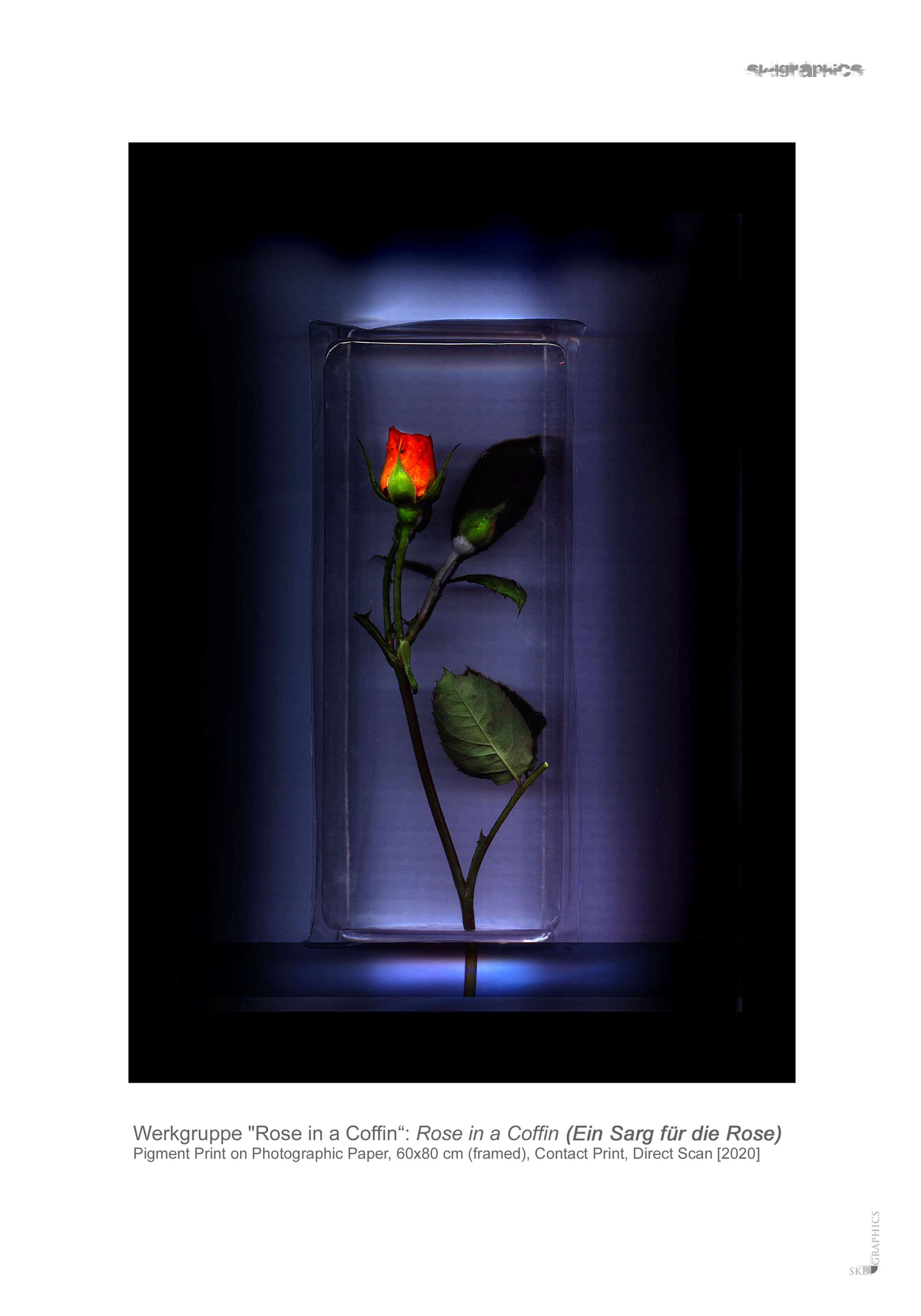 ROSE IN A COFFIN