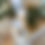 Thumbnail: Bunny Sitters