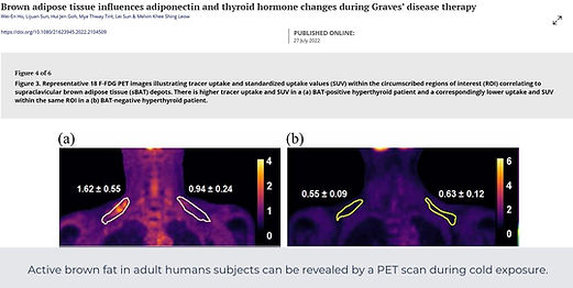 brown fat thyroid health.jpeg
