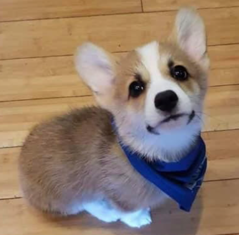 Prince Angus
