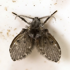 Drain Flies.png