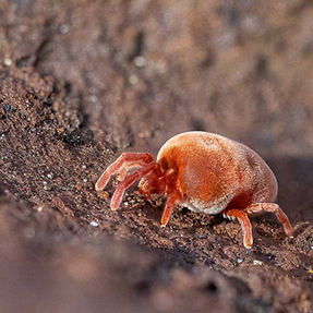 Mites.jpg