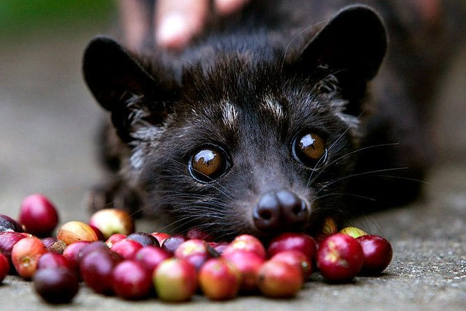 Luwak Coffee