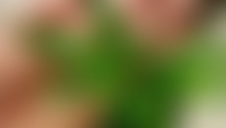 Regulación de la Marihuana