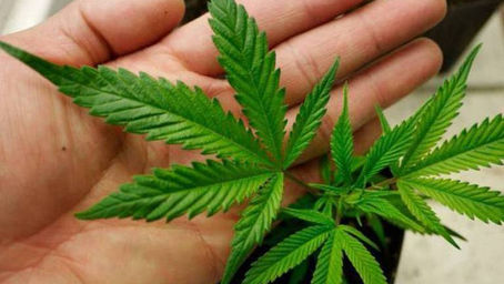 Regulación de la Marihuana