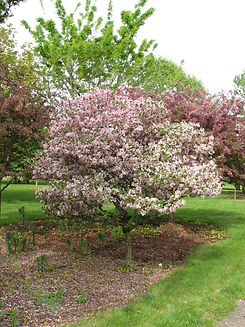 crab-apple-tree 2.jpg