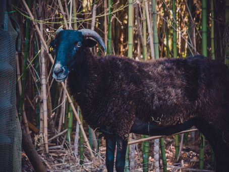 Recupero e Soccorso fauna selvatica