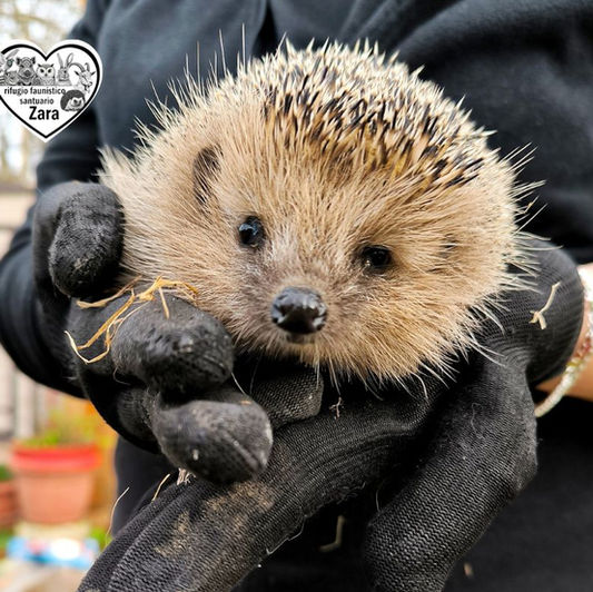 Rifugio faunistico Zara: dove l'educazione ambientale diventa Vita