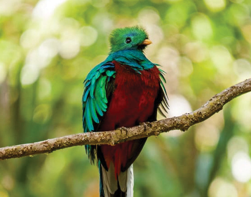 BirdWildlife_Hike (1).PNG