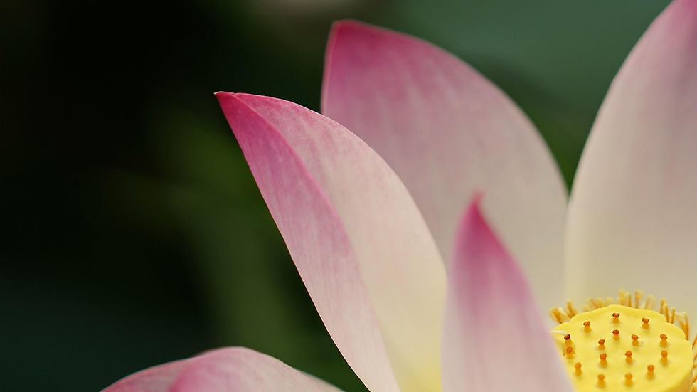 backgrund lotus flower.jpg